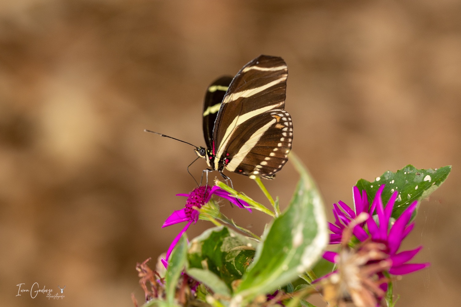  R2A3077 28 mei 2023 1605 31